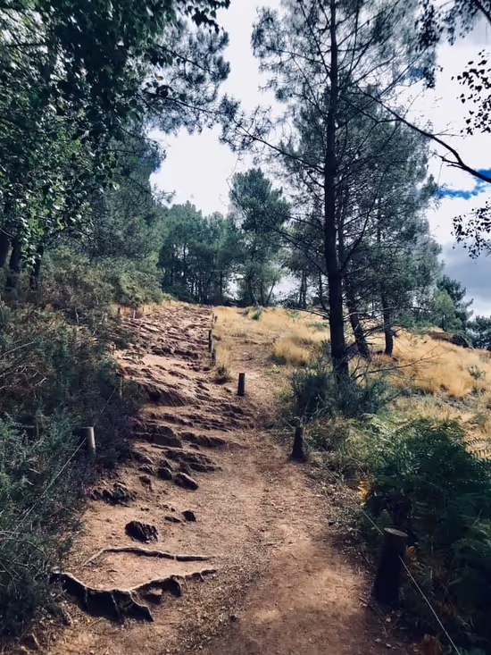 sentier de forêt représente un chemin a emprunter